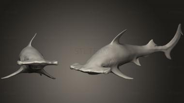 3D model Hammer Shark (STL)